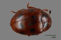 大蕈蟲藏品圖，第1張