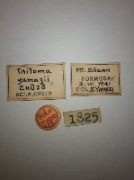 大蕈蟲藏品圖，第2張