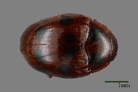 大蕈蟲藏品圖，第1張