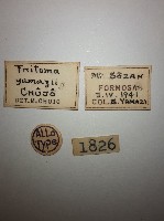 大蕈蟲藏品圖，第2張