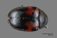 蓬萊紅紋迷你大蕈蟲藏品圖，第1張