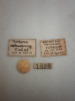 蓬萊紅紋迷你大蕈蟲藏品圖，第2張