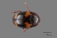 大蕈蟲藏品圖，第1張