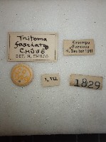 大蕈蟲藏品圖，第2張