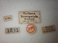 大蕈蟲藏品圖，第2張