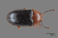 大蕈蟲藏品圖，第1張