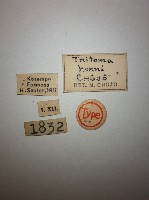 大蕈蟲藏品圖，第2張