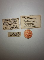 大蕈蟲藏品圖，第2張