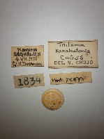 大蕈蟲藏品圖，第2張