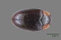 大蕈蟲藏品圖，第1張