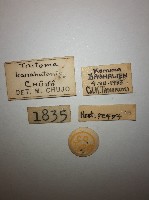 大蕈蟲藏品圖，第2張