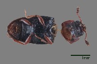 大蕈蟲藏品圖，第1張