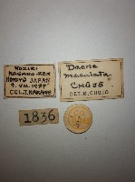 大蕈蟲藏品圖，第2張