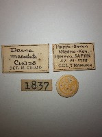 大蕈蟲藏品圖，第2張