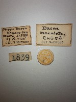 大蕈蟲藏品圖，第2張