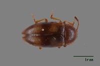 大蕈蟲藏品圖，第1張