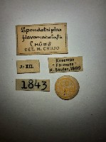 花甲藏品圖，第2張