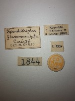 花甲藏品圖，第2張