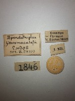 花甲藏品圖，第2張