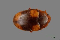 花甲藏品圖，第1張