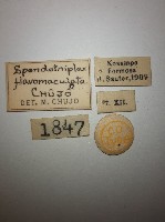 花甲藏品圖，第2張