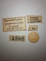 花甲藏品圖，第2張