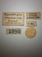 花甲藏品圖，第2張