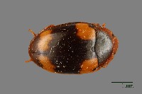 花甲藏品圖，第1張