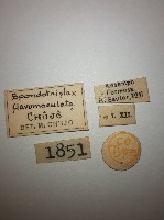 花甲藏品圖，第2張