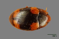 花甲藏品圖，第1張