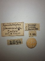 花甲藏品圖，第2張