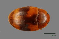 花甲藏品圖，第1張