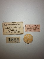 花甲藏品圖，第2張