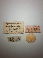 花甲藏品圖，第2張