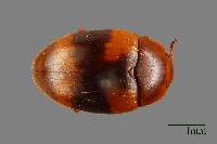 花甲藏品圖，第1張