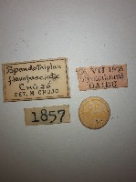 花甲藏品圖，第2張