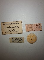 花甲藏品圖，第2張