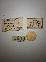 花甲藏品圖，第2張