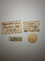 花甲藏品圖，第2張