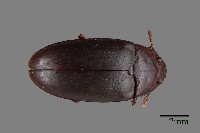 大蕈蟲藏品圖，第1張