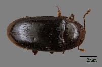 大蕈蟲藏品圖，第1張