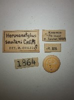 大蕈蟲藏品圖，第2張