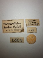 大蕈蟲藏品圖，第2張