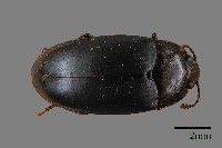 大蕈蟲藏品圖，第1張