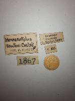 大蕈蟲藏品圖，第2張