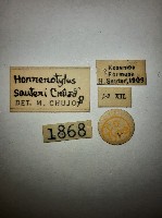 大蕈蟲藏品圖，第2張