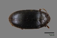 大蕈蟲藏品圖，第1張