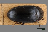 大蕈蟲藏品圖，第1張