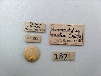 大蕈蟲藏品圖，第2張