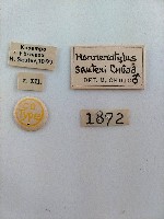 大蕈蟲藏品圖，第2張